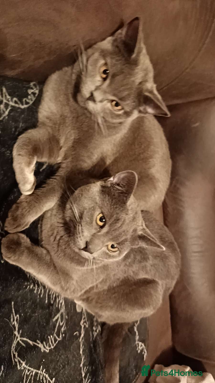 British Shorthair cats Beautiful British shorthair  - Advert 5