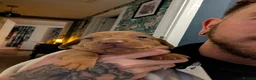 Dachshund dogs for sale: LET DOWN ON LAST PUPPY DACHSHUND  - Advert 26