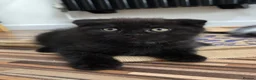 Scottish Fold cats for sale: Scottish Fold / Scottish Straight in Leicester - Advert 9