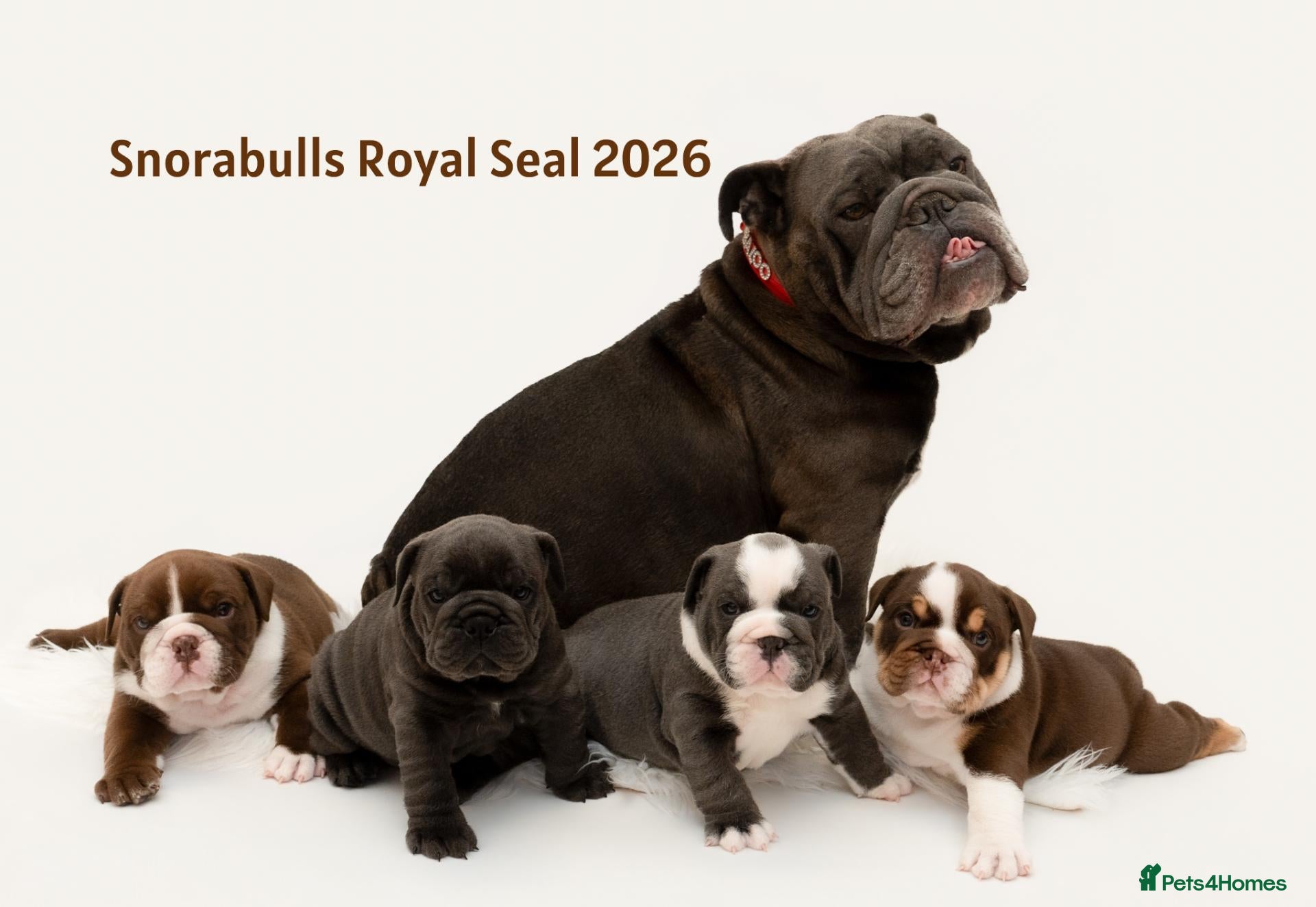English Bulldog dogs Snorabulls Top Quality Girls - Advert 1
