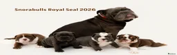 English Bulldog dogs for sale: Snorabulls Top Quality Girls - Advert 1
