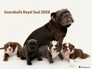 English Bulldog dogs Snorabulls Top Quality Girls - Advert 11