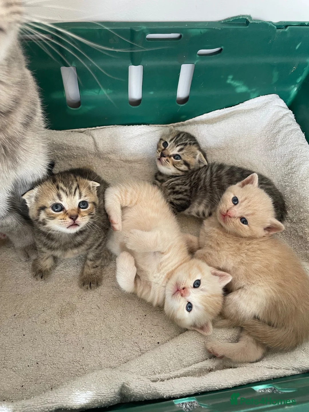 Scottish Fold cats for sale: Scottish fold kittens for sale  - Advert 1