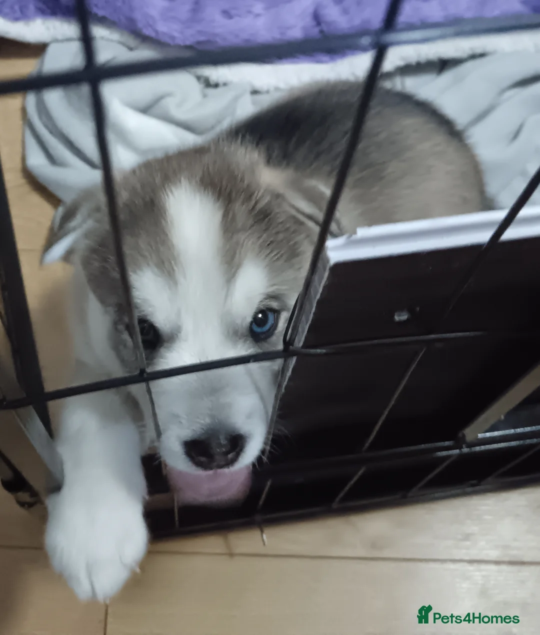 Huskita dogs for sale: 4 beautiful Husky / huskita puppies  - Advert 5