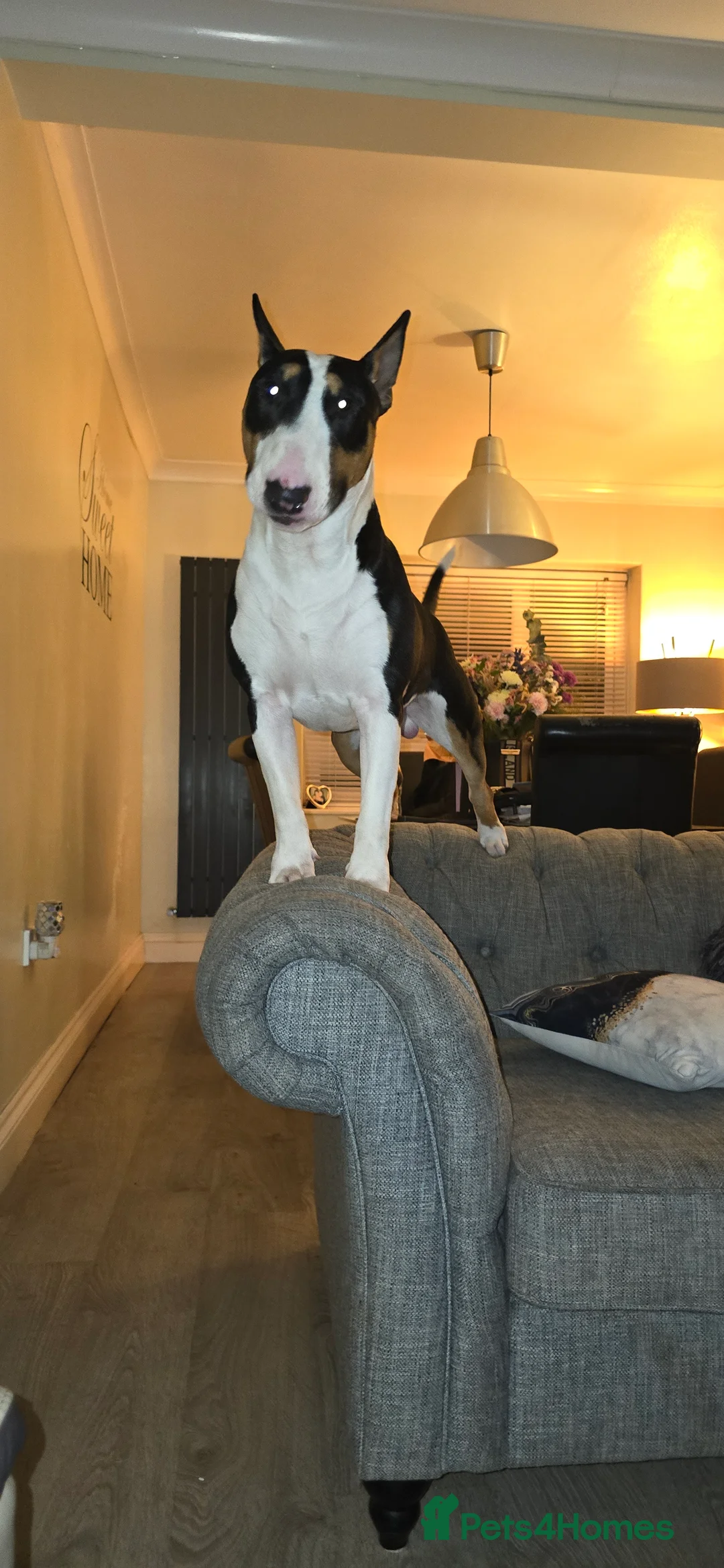 Bull Terrier dogs for stud: Cruz  - Advert 2