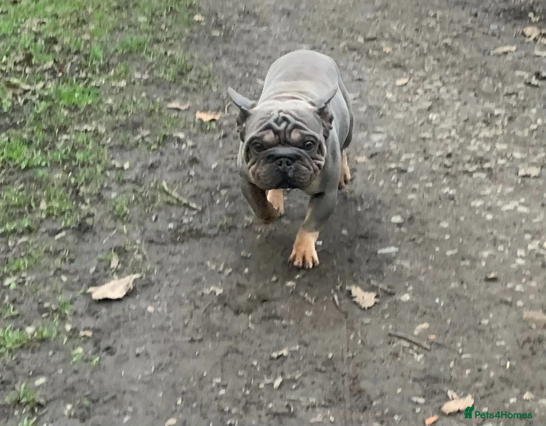 French Bulldog dogs for sale: 🐾 Micro boy For Sale 🐾  - Advert 4