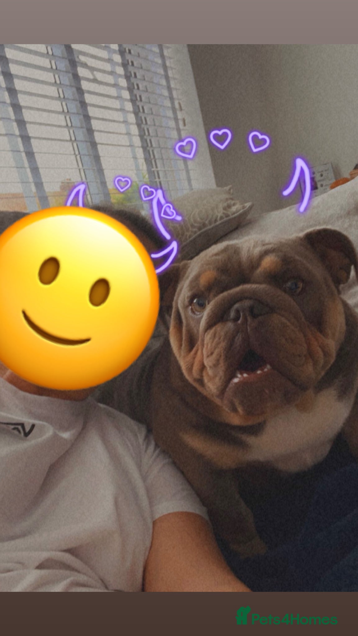English Bulldog dogs Rehoming female English bulldog - Advert 1