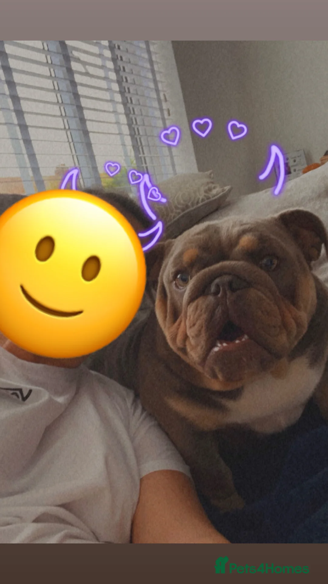English Bulldog dogs for sale: Rehoming female English bulldog - Advert 1