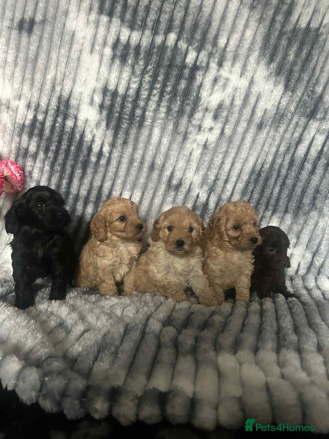 Cockapoo dogs for sale: F1B cockapoo  - Image 11