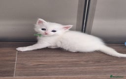 Maine Coon cats for sale: Mainecoon kittens BlackSilver smoke poly non poly - Image 13