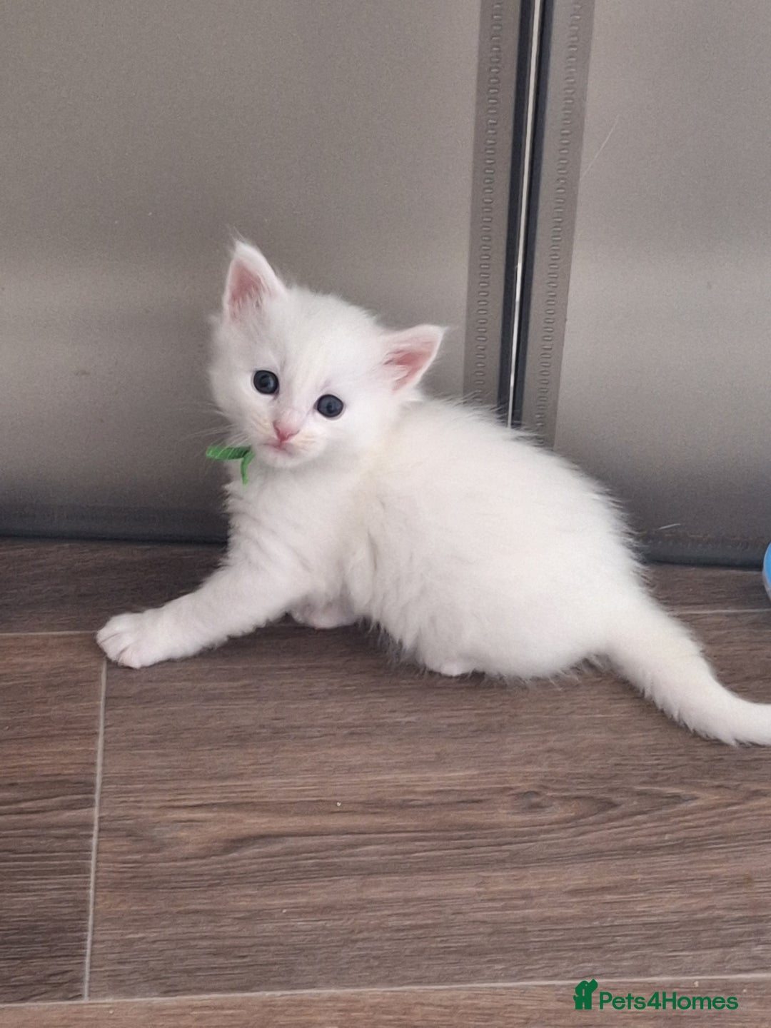 Maine Coon cats for sale: Mainecoon kittens BlackSilver smoke poly non poly - Image 13