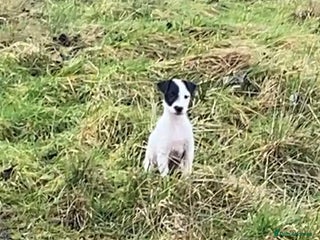 Parson Russell dogs Kc Reg Champion bred Parson puppy - Advert 2