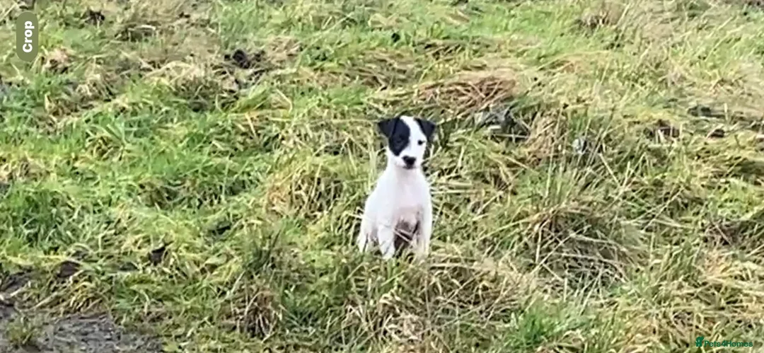 Parson Russell dogs for sale: Parson Pup - Advert 6