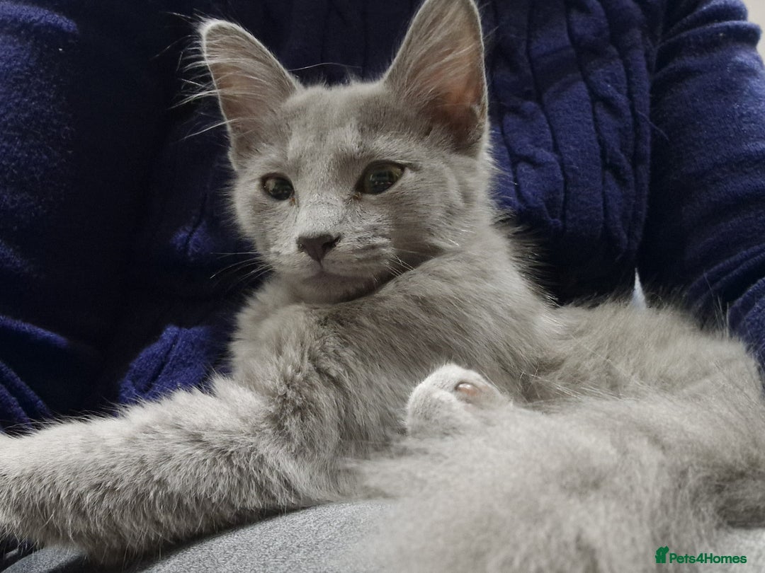 Russian Blue cats for sale: TICA Pedigree rare breed Nebelung  - Advert 1