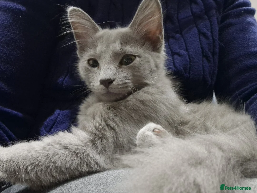 Russian Blue cats for sale: TICA Pedigree rare breed Nebelung  - Advert 1