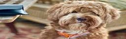 Australian Labradoodle dogs for sale: Health Tested Multigen Australian Double Doodles - Advert 16