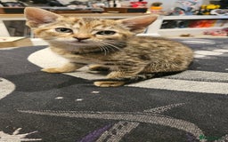 Mixed Breed cats for sale: 1 x female 1 x male kittens ready now - Image 2