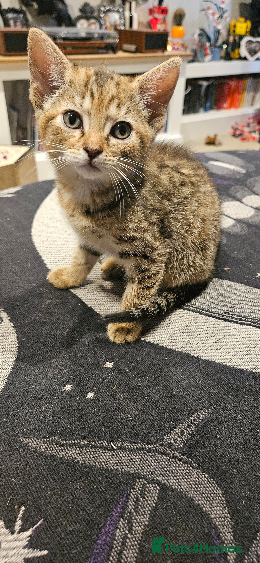 Mixed Breed cats for sale: 1 x female 1 x male kittens ready now - Image 2