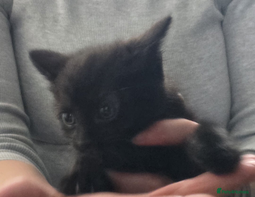 Mixed Breed cats for sale: Kittens  - Image 6