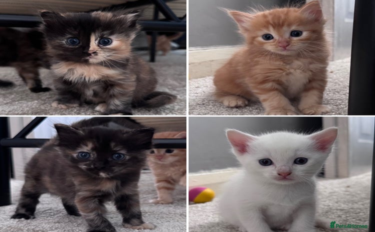 Domestic Shorthair cats - Advert 6