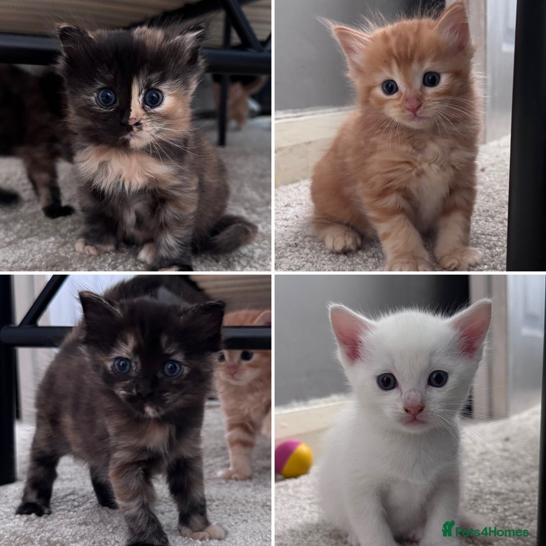 Domestic Shorthair cats for sale: 4 beautiful kittens  - Image 1