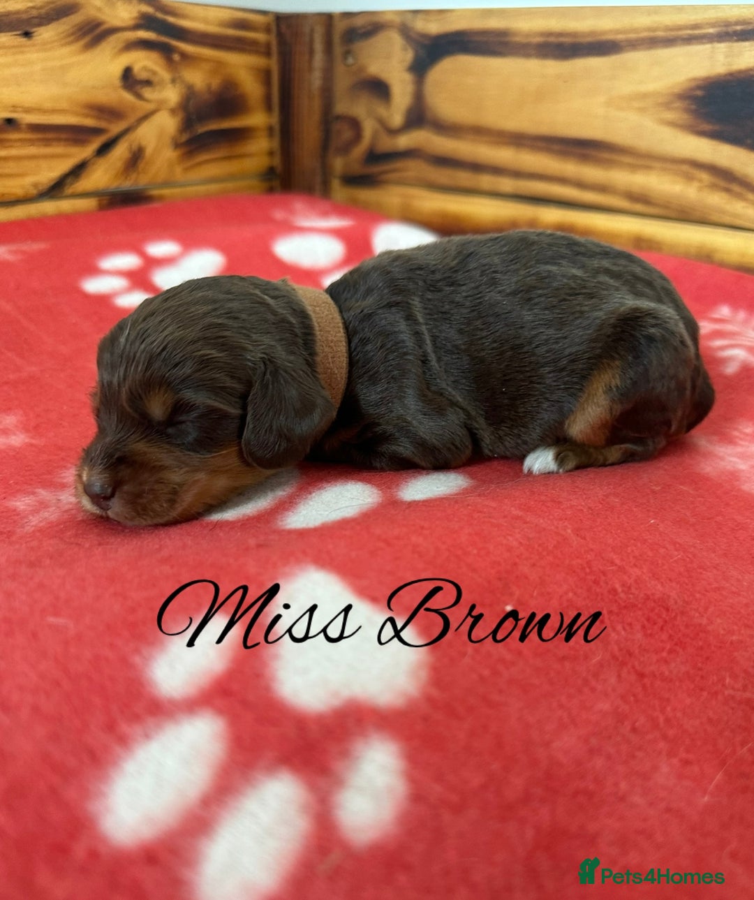 Cocker Spaniel dogs for sale: Outstanding KC Cocker Spaniel Puppies - Image 10