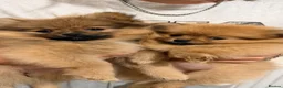 Pomeranian dogs for sale: Amazing Pomeranian puppies - Advert 9