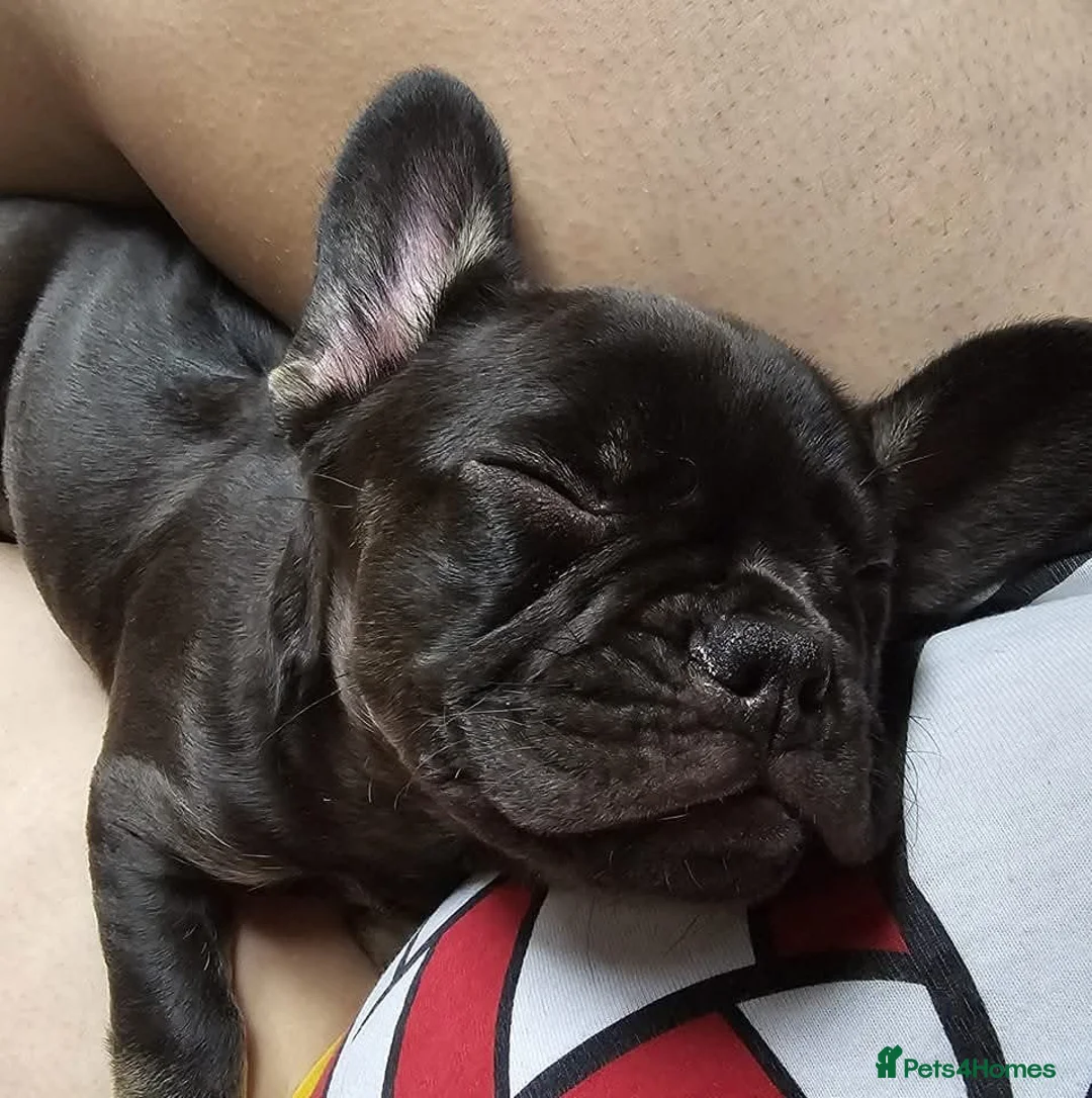 French Bulldog dogs for sale: Female French bulldog kc registered  - Advert 2
