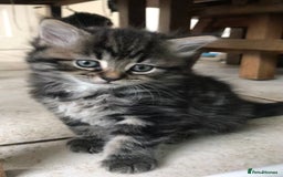 Ragdoll cats for sale: Long haired ragdoll cross mackerel tabby kittens  - Image 3