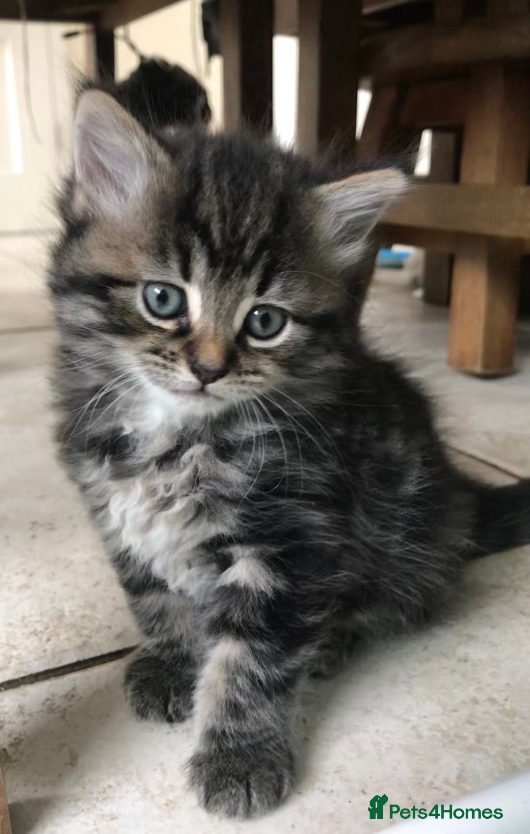 Ragdoll cats for sale: Long haired ragdoll cross mackerel tabby kittens  - Image 3