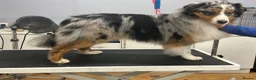 Mixed Breed dogs for sale: Working Border Collie x Australian Shepherd pups - Advert 3