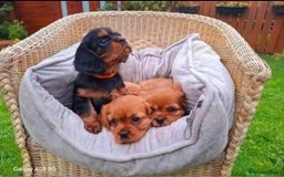 Cavalier King Charles Spaniel dogs for sale: Cavalier King Charles spaniel  - Image 2