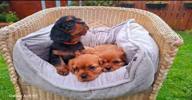 Cavalier King Charles Spaniel dogs - Advert 16