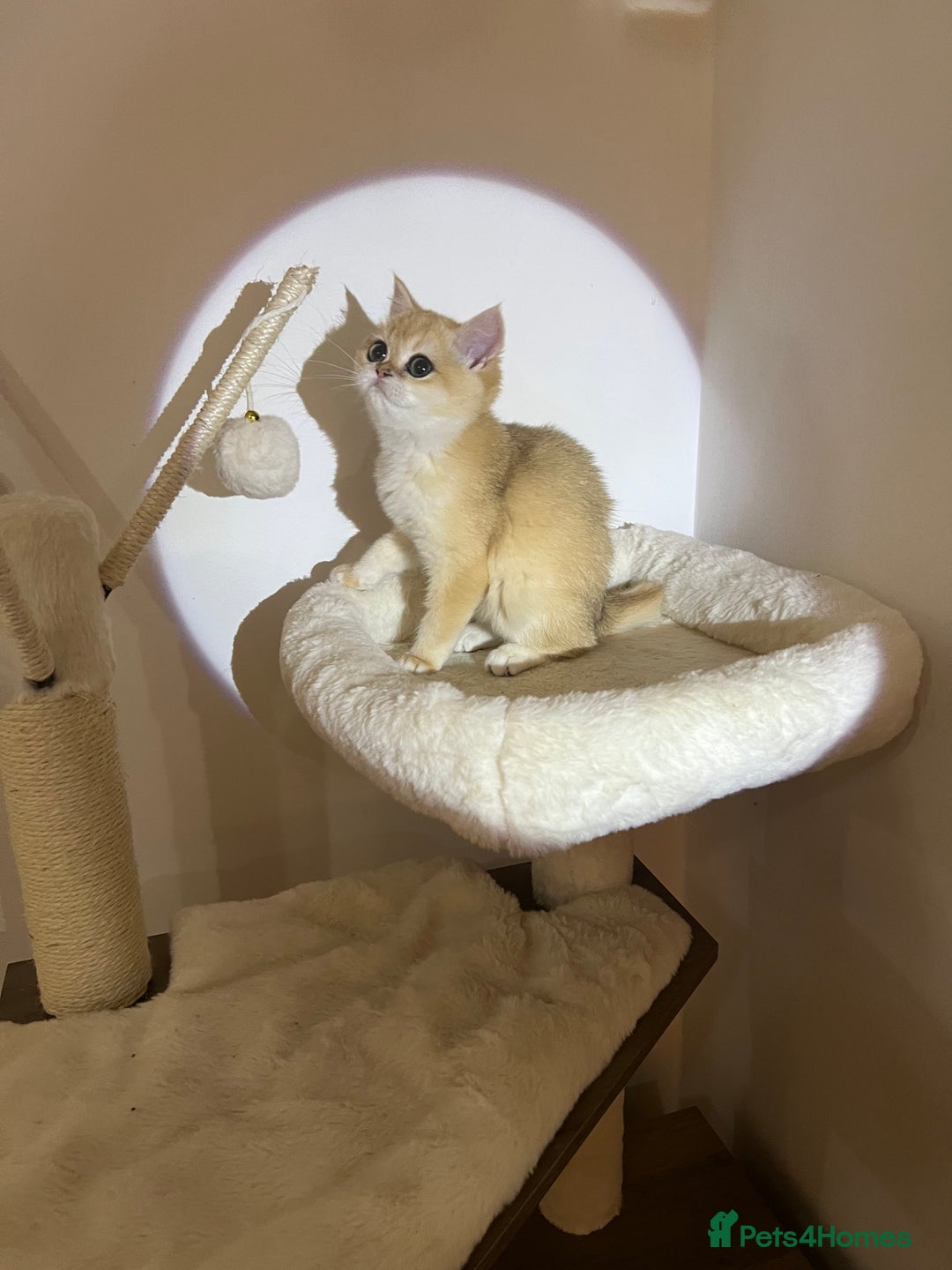 British Shorthair cats for sale: 💕Rare Show Quality Golden BRI ny12 Girl 💕 - Image 5