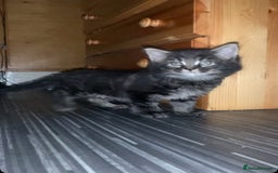 Maine Coon cats for sale: Stunning maincoon  - Image 4