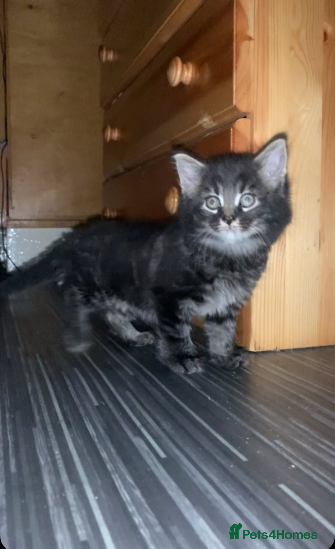 Maine Coon cats for sale: Stunning maincoon  - Image 4