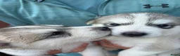 Utonagan dogs for sale: 7 stunning husky/malamute puppies in Waltham Abbey - Advert 18