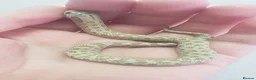 Snake reptiles for sale: Ultramel & Frosted CB26 western hognose Babies  - Advert 5