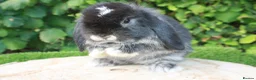 Mini Lop rabbits for sale: Pure bred mini lop baby rabbits  - Advert 1