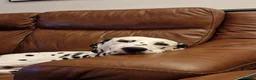 Dalmatian dogs for sale: Planned quality KC Reg black spotted litter  - Advert 6