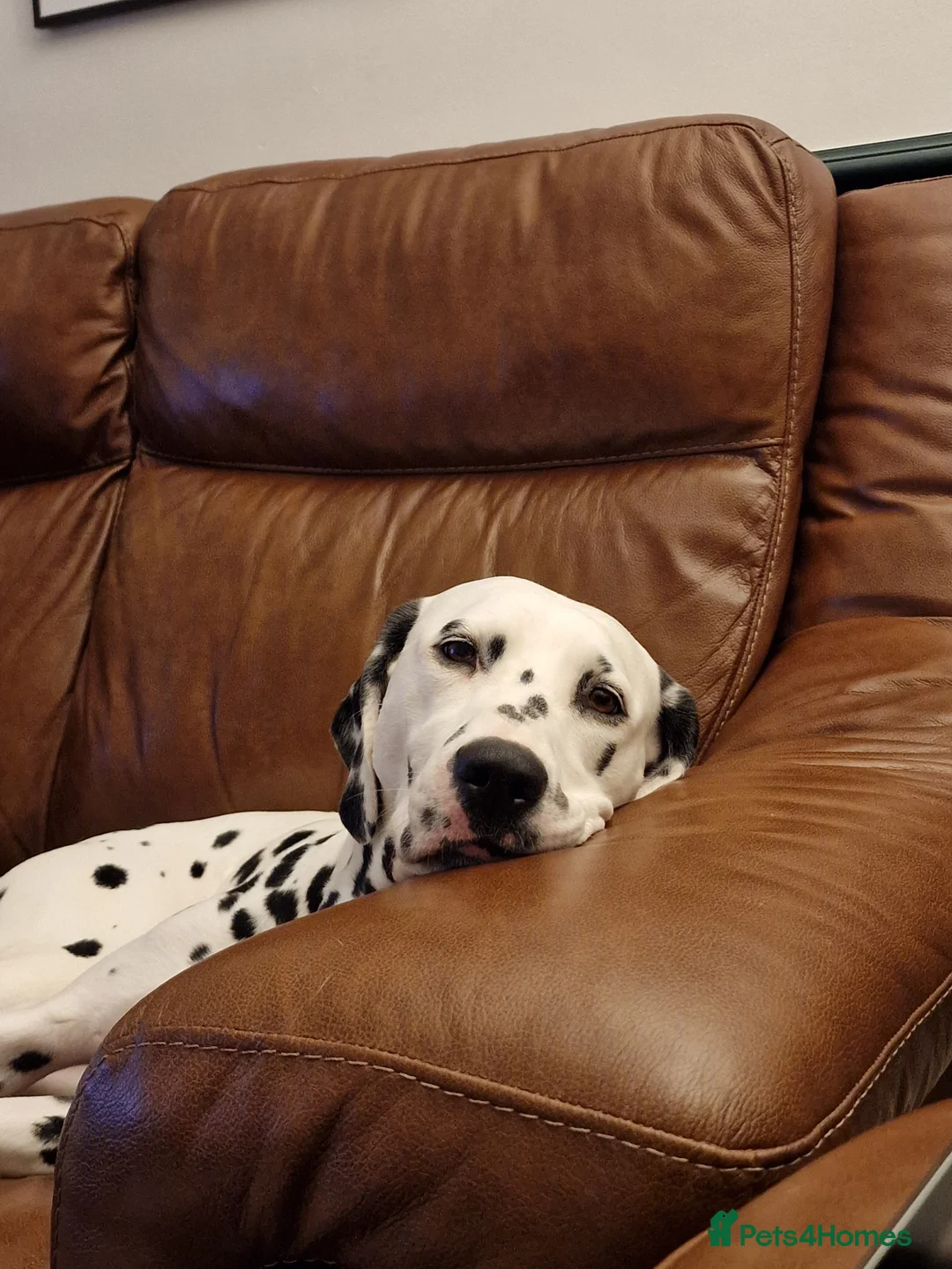 Dalmatian dogs for sale: Planned quality KC Reg black spotted litter  - Advert 6