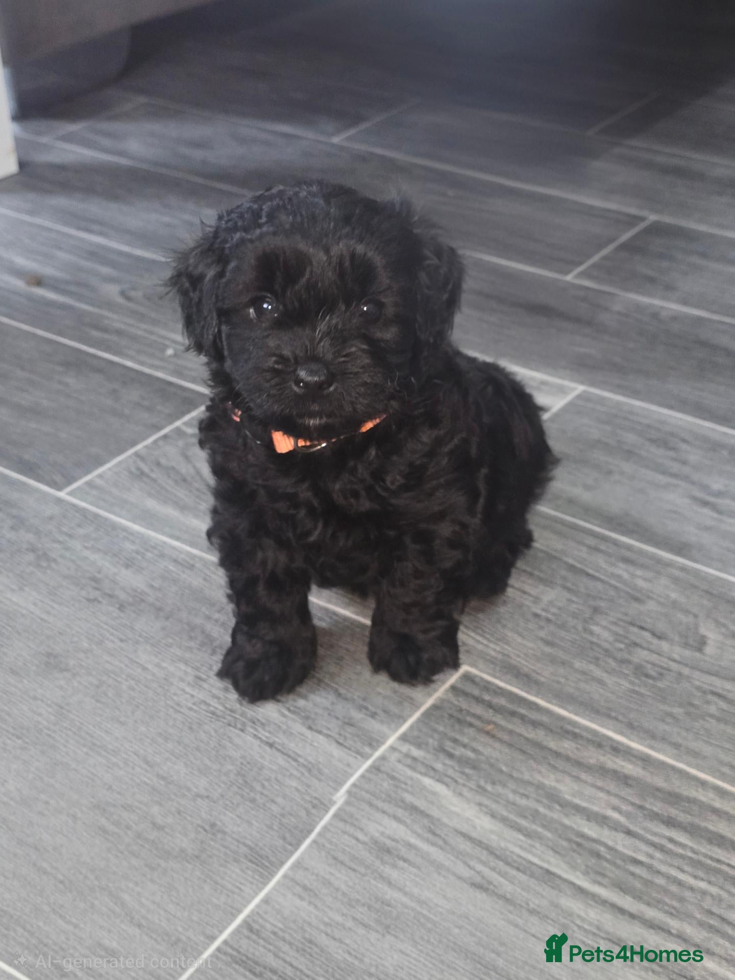 Shihpoo dogs Shihpoos - Advert 4
