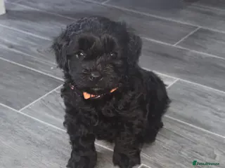 Shihpoo dogs Shihpoos - Advert 4