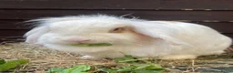Mini Lop rabbits for sale: Adult Females + Males & Baby Male Rabbits  - Advert 5