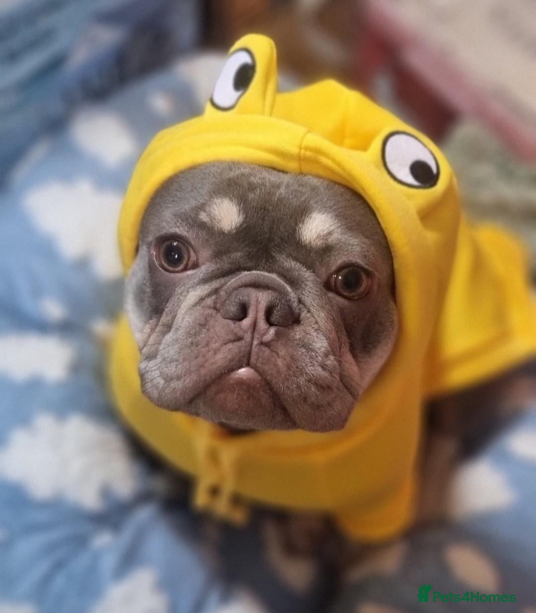 French Bulldog dogs 18 month old lilac and tan french bulldog  - Advert 18