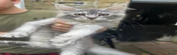 Maine Coon cats for sale: Champion Maine coon girl 💖 - Advert 3