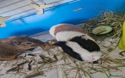 Guinea Pig rodents for sale:  2 Playful Male Guinea Pigs (4 Months)  - Image 12