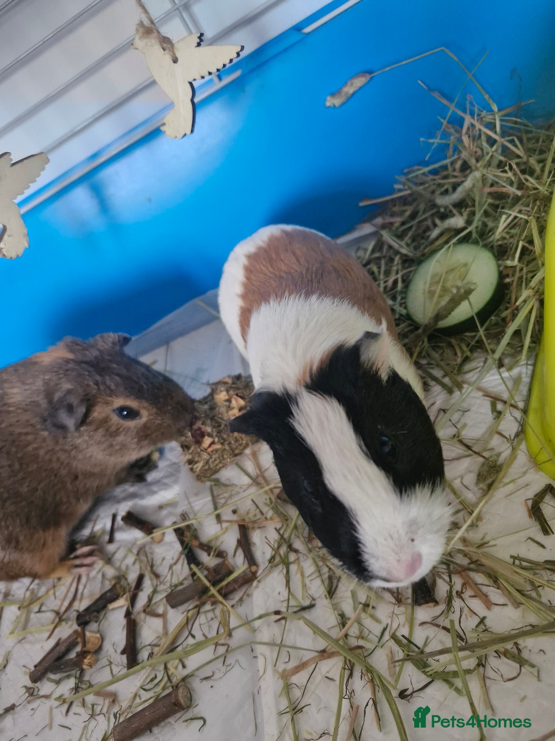 Guinea Pig rodents for sale:  2 Playful Male Guinea Pigs (4 Months)  - Image 12
