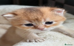 British Longhair cats for sale: GCCF reg BLH Black and Chocolate Golden kittens - Image 25