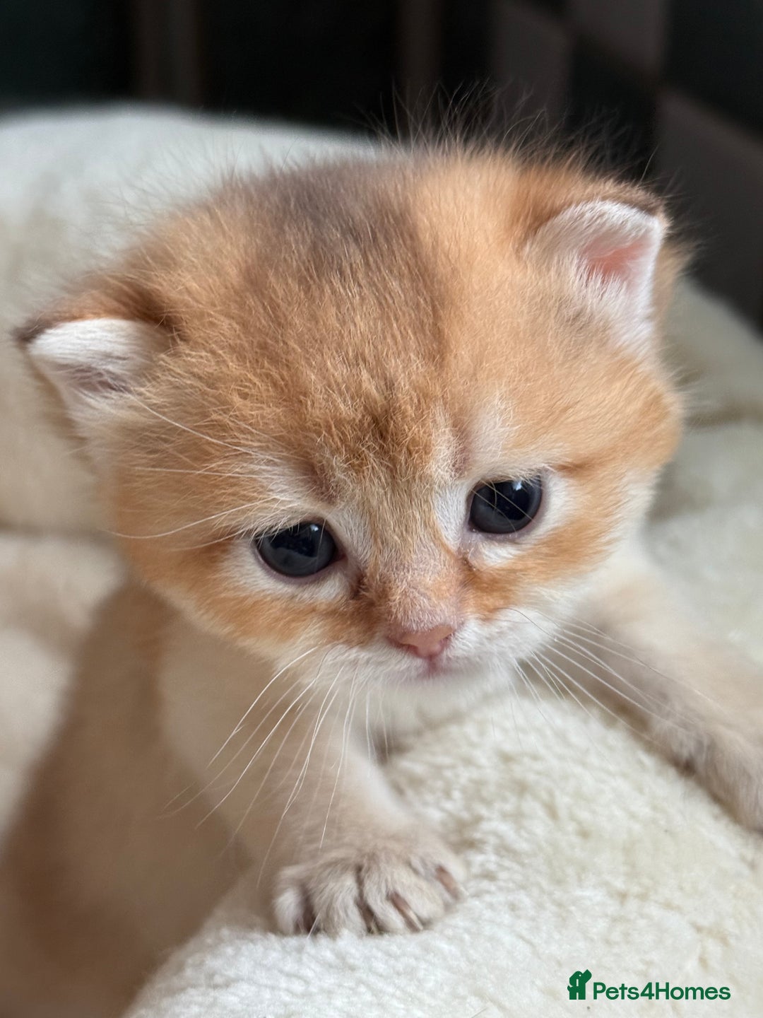 British Longhair cats for sale: GCCF reg BLH Black and Chocolate Golden kittens - Image 25